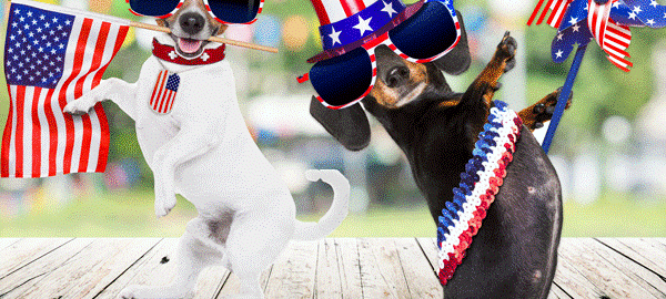 Dogs wearing sunglasses and holding American flags.